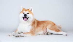 Akita-Dog Everything You Need To Know