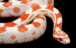 Amelanistic (Albino) corn snake