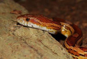 Are Corn Snakes Poisonous or Not