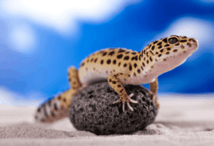 Are Leopard-Geckos Smart