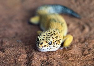 Are Leopard Geckos-Smart