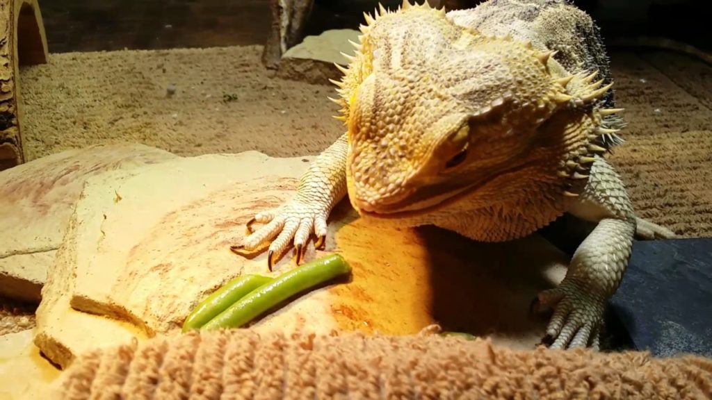 Can Bearded-Dragons Eat Green Beans