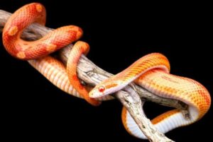Can a Corn-Snake Go Without Eating