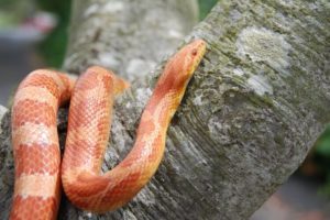 Can a Corn Snake Go Without Eating