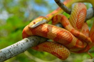 Corn Snake Temperature And Humidity Requirements