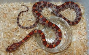 Guide To Caring For Pet Corn-Snake