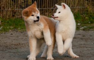 How-Much-Should-Akita Weigh-And-Grow