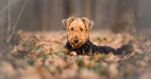 How To Care For Airedale-Terrier