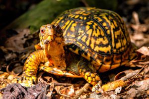 How To Care for Eastern Box Turtle