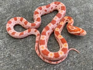 How To Determine A Corn-Snake's Age