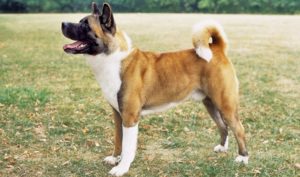 How-To-Train An Akita To Not Be Aggressive