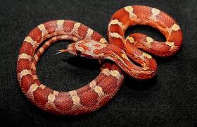 Supplies You Need For A Pet Corn-Snake