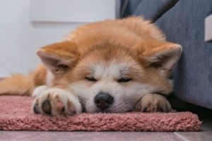 Why Does My Akita Sleep-Much