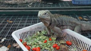 Iguana Eating Tomatoes