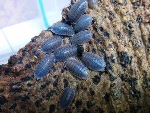 Isopods for Crested Gecko