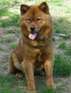 Know About Akita Chow 