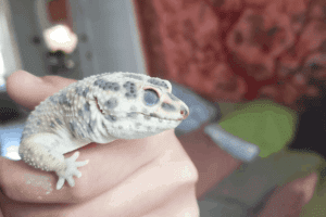 My Leopard Gecko Is Pale