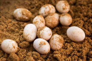 Tell If Bearded Dragon Eggs Are Dead