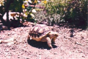 Things to Know Before Buying a Tortoise