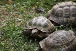 Tortoises Safe Pets For Families