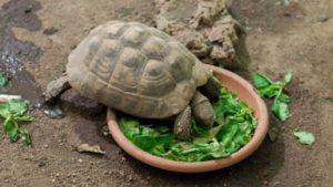 What-Do Tortoises Eat