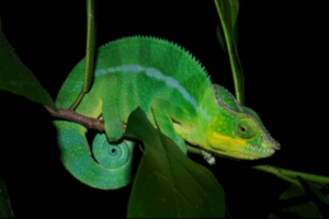 Chameleons See In The Dark