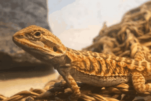 Coccidia In Bearded Dragons