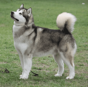 Everything You Need To Know About-Alaskan Malamute