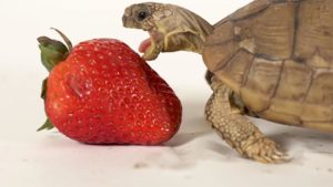 Tortoises Eat Strawberries