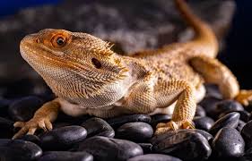 Treat Pinworms In Bearded Dragons
