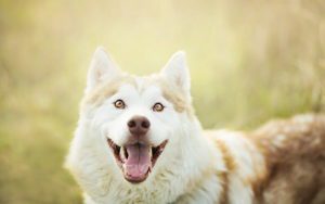 Why Your Alaskan Malamute Lick You