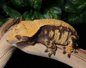 Obese Crested-Gecko