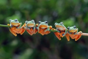 Popular Pet Frogs For Beginners