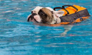 french-bulldog-swimming