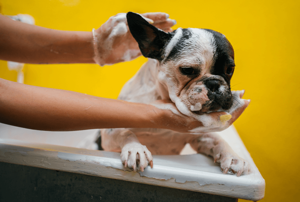 7 Best Shampoos And Conditioners For French Bulldogs