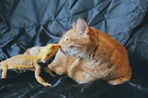 Can Cats n Bearded-Dragons Get Along