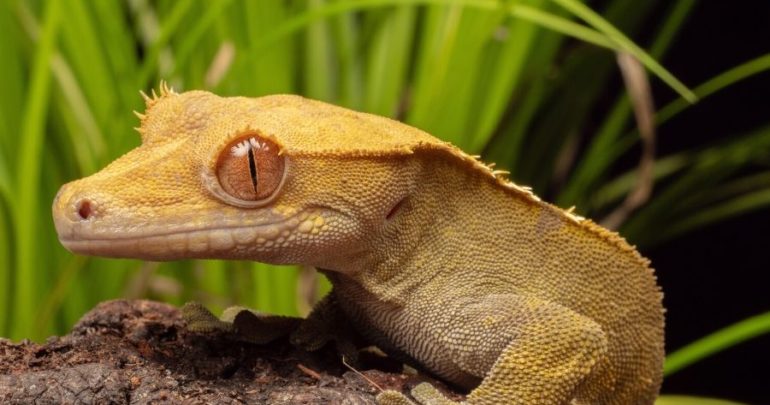 Crested Geckos Buying Guide