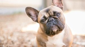 Everything About French-Bulldog Allergies
