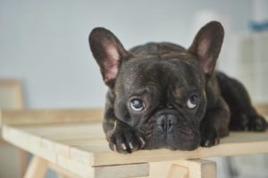 How Much Space Does A French Bulldog Need