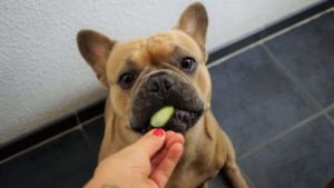 What Vegetables Can French-Bulldogs Eat