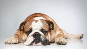 Are American Bulldogs Lazy-signs to look for