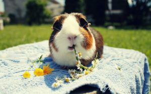 Everything You Need To Know about Guinea Pig