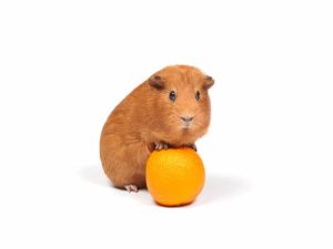 Can Guinea-Pigs Eat Oranges