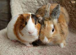 Can Rabbits -Guinea Pigs Live Together