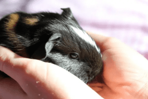 How To Bond With Your Guinea-Pig
