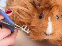 How To Cut Your Guinea-Pig's Nails