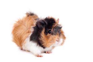 How To Train A Guinea-Pig Not To Bite