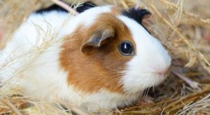 Signs That Your Guinea Pig Hates You