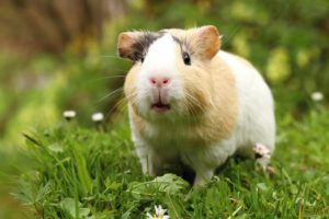 Unhappy Guinea-Pig Noises – What do they mean