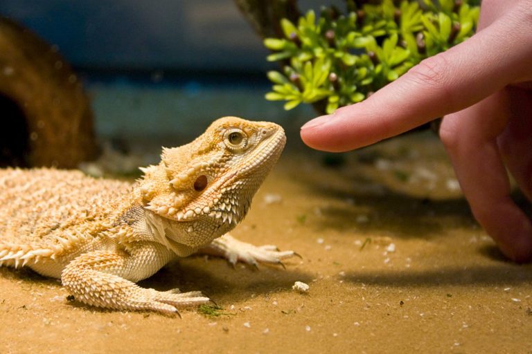 Can Bearded Dragons Live With Leopard Geckos? MyPetCareJoy